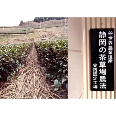 掛川の小さな茶農家直送 農業遺産茶草場実践工場 深蒸し掛川茶「うぐいす」 200g×2