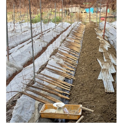 掛川特産　倉真自然薯(くらみじねんじょ)約1kg　数量限定(11月中旬～1月初旬出荷)ハラダファーム