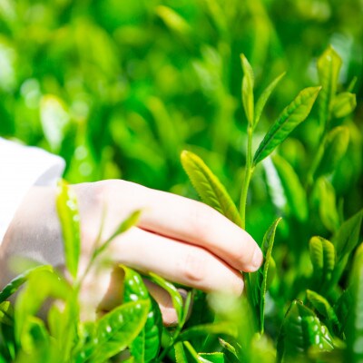 新茶 掛川市奨励品種さえみどり50g×2本 日本茶AWARD受賞茶園のお茶 静岡県掛川市 茶農家直送