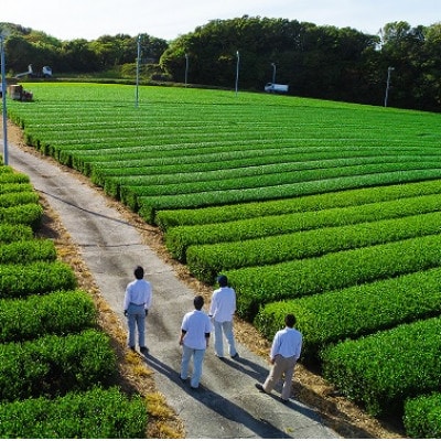 新茶 掛川市奨励品種さえみどり50g×2本 日本茶AWARD受賞茶園のお茶 静岡県掛川市 茶農家直送