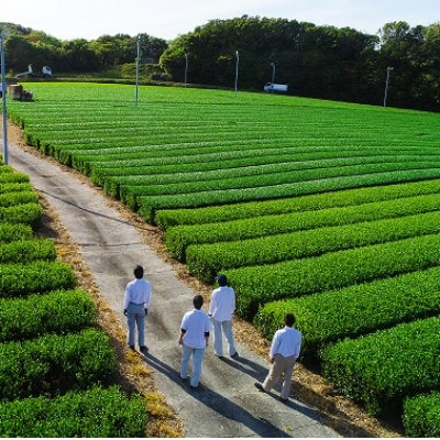 新茶 掛川市奨励品種さえみどり50g×2本 日本茶AWARD受賞茶園のお茶 静岡県掛川市 茶農家直送