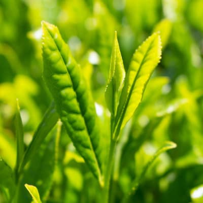 特別栽培-掛川深蒸し茶　80g×5袋セット