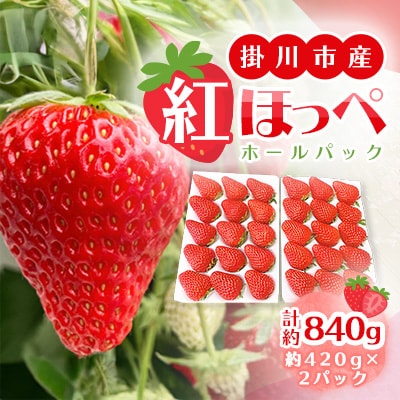 【2026年出荷先行予約】総重量約840g【掛川市産】いちご・紅ほっぺ ホールパック　(2パック入)