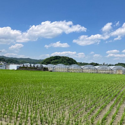 【2026年出荷先行予約】総重量約840g【掛川市産】いちご・紅ほっぺ ホールパック　(2パック入)