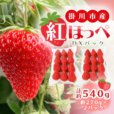 総重量約540g【掛川市産いちご】紅ほっぺ DXパック(2パック入)