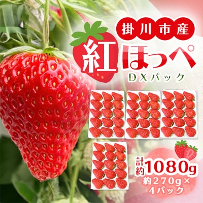 【2026年出荷先行予約】総重量約1080g【掛川市産】いちご・紅ほっぺ DXパック(4パック入)