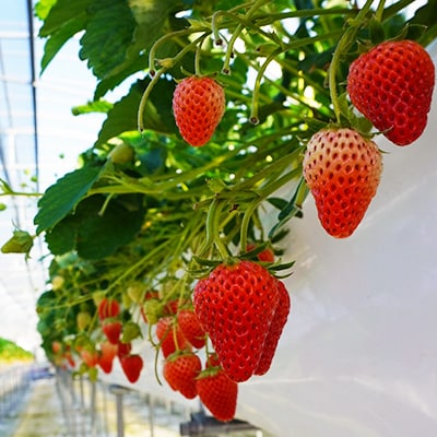 【2025年11月下旬出荷開始】総重量約1000g　掛川市産・紅ほっぺ レギュラーパック 4パック入