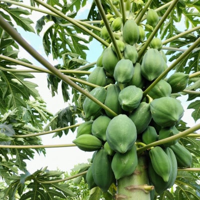 青パパイヤ(栽培期間中農薬、化学肥料不使用) 約1.5kg(2～3個)