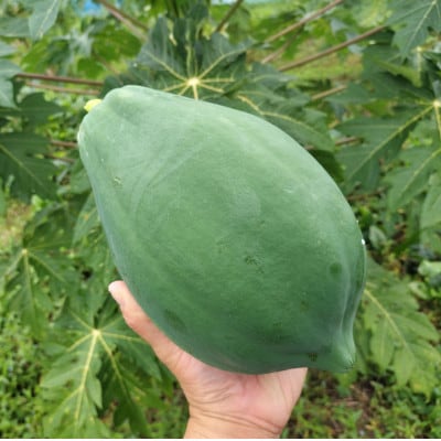 青パパイヤ(栽培期間中農薬、化学肥料不使用) 約1.5kg(2～3個)