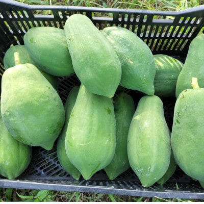 青パパイヤ(栽培期間中農薬、化学肥料不使用) 約1.5kg(2～3個)