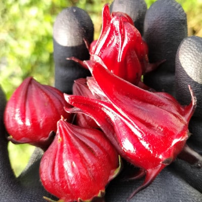 静岡県掛川市産　ハイビスカスローゼル　約400g