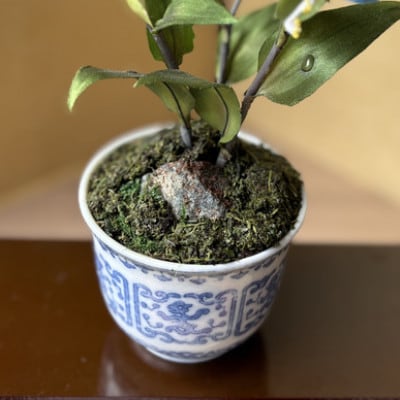 【夏　つゆ草】四季を彩る創作草もの盆栽(工芸品)～工房椿
