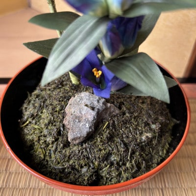 【秋りんどう】四季を彩る創作草もの盆栽(工芸品)～工房椿