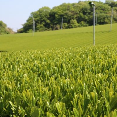 水出し煎茶セット(5g×12パック)×5袋