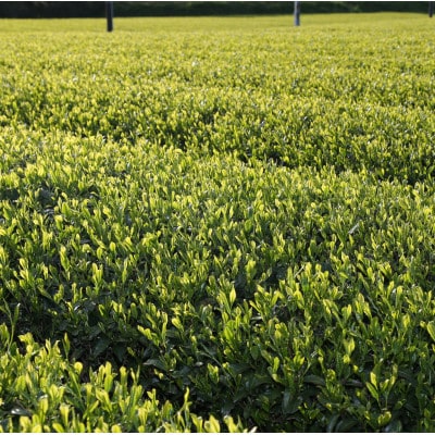 かけがわ茶(深蒸し茶)アルミ缶24本入り