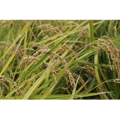 掛川産こしひかり 精米 5kg