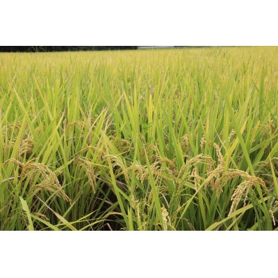 掛川産こしひかり 精米 5kg