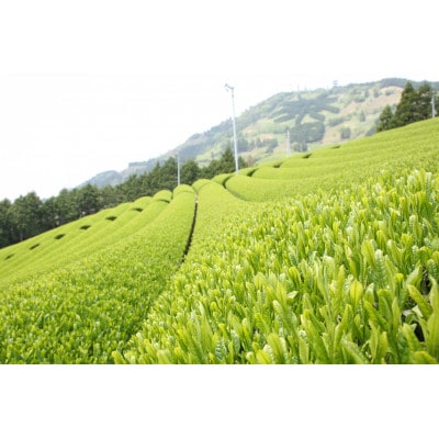 世界農業遺産「掛川深蒸し煎茶」粉砕スティック 20P×5箱