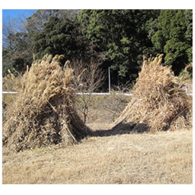 世界農業遺産「掛川深蒸し煎茶」粉砕スティック 20P×5箱