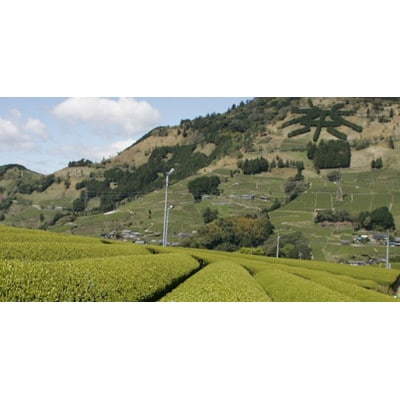 世界農業遺産 掛川東山茶(茶葉) 220g×3袋