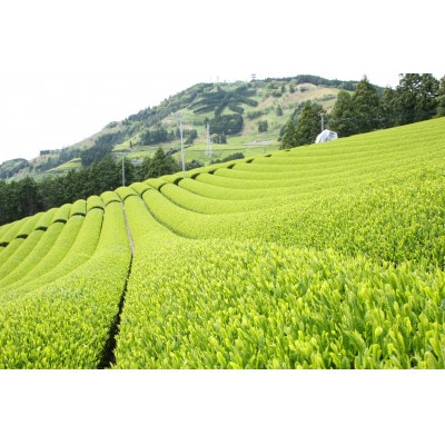 掛川東山茶「ききょう」茶葉　5g×30袋