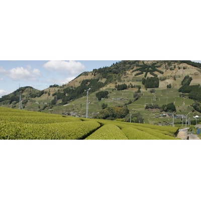 掛川東山茶「ささゆり」ティーバッグ　5g×30袋