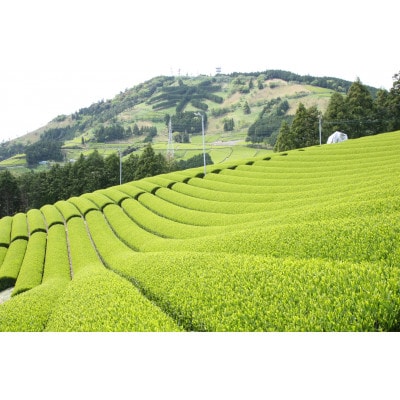 掛川東山茶飲み比べセット　「ききょう」茶葉+「ささゆり」ティーバッグ　各5g×20袋