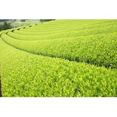 かけがわ抹茶饅頭 8個入り・掛川茶ティーバッグ桜(5g×20個)・やよい茶葉(100g)　和みセット