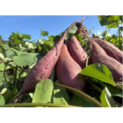 掛川産熟成 紅はるか【訳あり】9kg