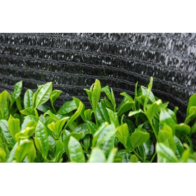 静岡の茶草場農法　高級深蒸し掛川茶「菱東」さえみどり　かぶせ茶　80g×3本セット