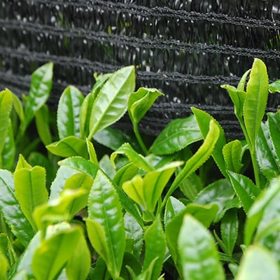 静岡の茶草場農法　高級深蒸し掛川茶「菱東」さえみどり　かぶせ茶　80g×3本セット