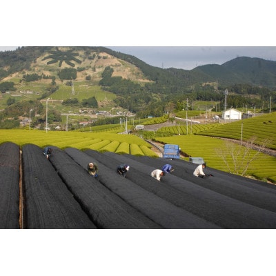 静岡の茶草場農法　高級深蒸し掛川茶「菱東」さえみどり　かぶせ茶　80g×3本セット