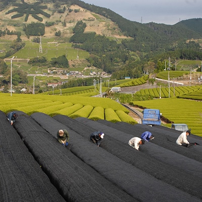 静岡の茶草場農法　高級深蒸し掛川茶「菱東」さえみどり　かぶせ茶　80g×3本セット