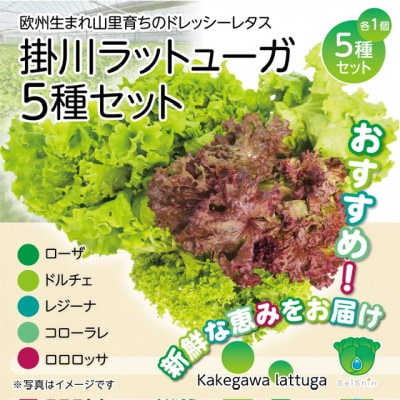 【5種×1株セット】湧き水で育ったこだわりリーフレタス「掛川ラットューガ」