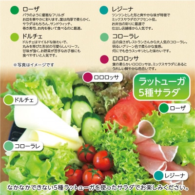【5種×1株セット】湧き水で育ったこだわりリーフレタス「掛川ラットューガ」