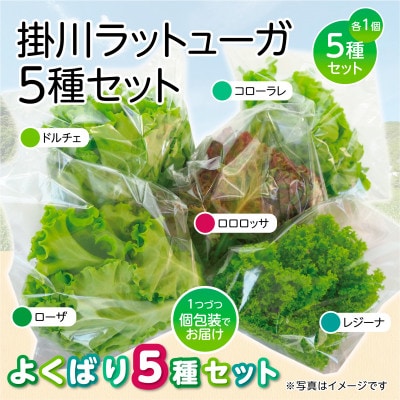 【5種×1株セット】湧き水で育ったこだわりリーフレタス「掛川ラットューガ」