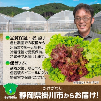 【5種×1株セット】湧き水で育ったこだわりリーフレタス「掛川ラットューガ」
