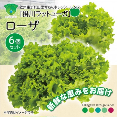 【こだわりの1種×6個セット】リーフレタス「掛川ラットューガ・ローザ」