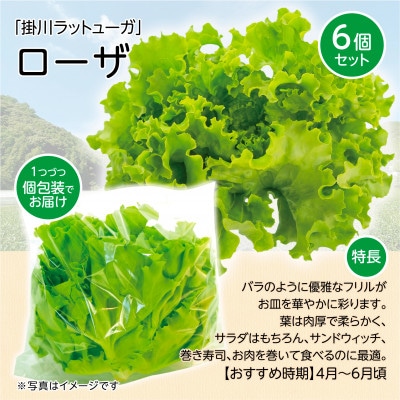 【こだわりの1種×6個セット】リーフレタス「掛川ラットューガ・ローザ」