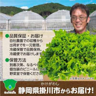 【こだわりの1種×6個セット】リーフレタス「掛川ラットューガ・ローザ」