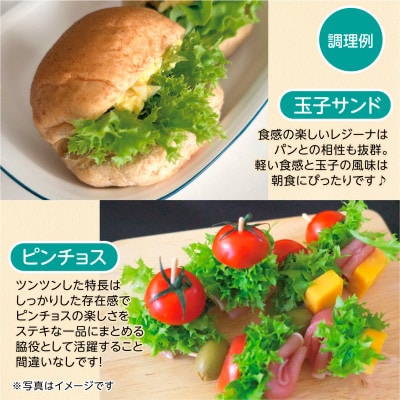 【こだわりの1種×6株】リーフレタス「掛川ラットューガ・レジーナ」