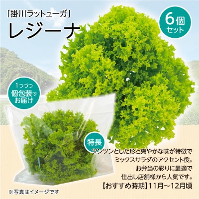 【こだわりの1種×6株】リーフレタス「掛川ラットューガ・レジーナ」