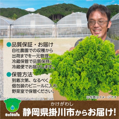 【こだわりの1種×6株】リーフレタス「掛川ラットューガ・レジーナ」