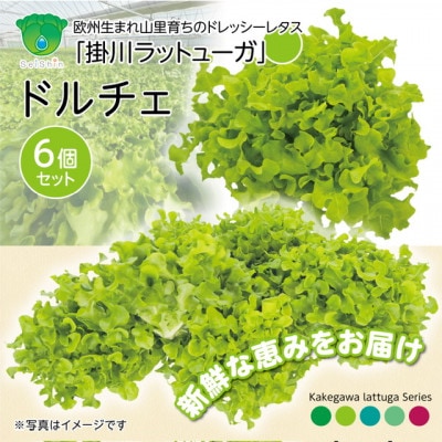 【こだわりの1種×6株】山里の湧き水で育った「掛川ラットューガ・ドルチェ」