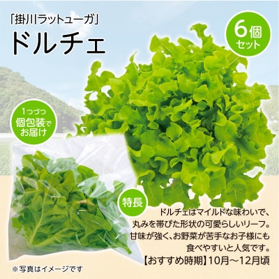 【こだわりの1種×6株】山里の湧き水で育った「掛川ラットューガ・ドルチェ」