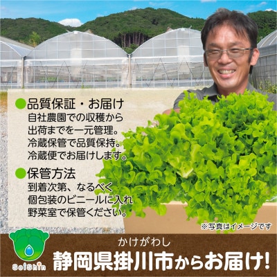 【こだわりの1種×6株】山里の湧き水で育った「掛川ラットューガ・ドルチェ」