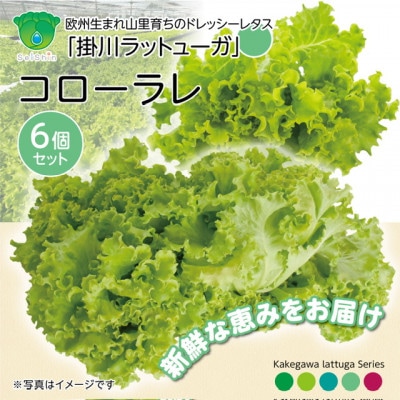 【こだわりの1種×6株】湧き水で育ったリーフレタス「掛川ラットューガ・コローラレ」