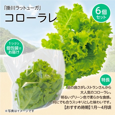 【こだわりの1種×6株】湧き水で育ったリーフレタス「掛川ラットューガ・コローラレ」