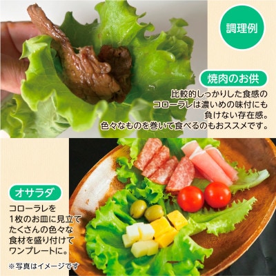 【こだわりの1種×6株】湧き水で育ったリーフレタス「掛川ラットューガ・コローラレ」