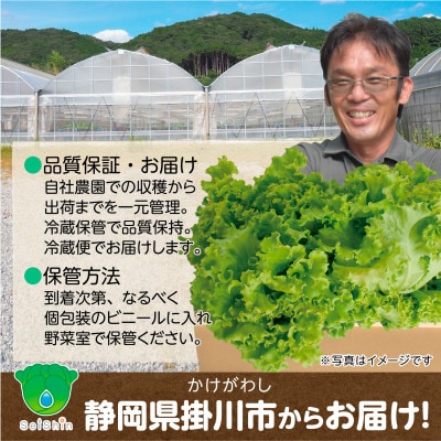 【こだわりの1種×6株】湧き水で育ったリーフレタス「掛川ラットューガ・コローラレ」